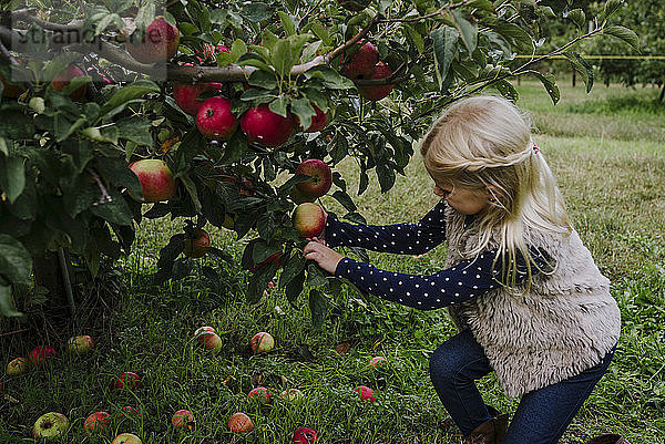 Seitenansicht eines Mädchens beim Äpfelpflücken im Obstgarten