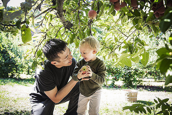 Vater und Sohn schauen einander an  während sie im Apfelgarten stehen