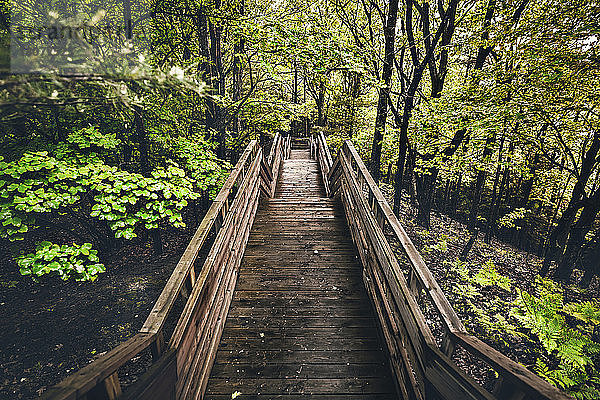 Hochwinkelansicht einer Fußgängerbrücke inmitten von Bäumen im Wald