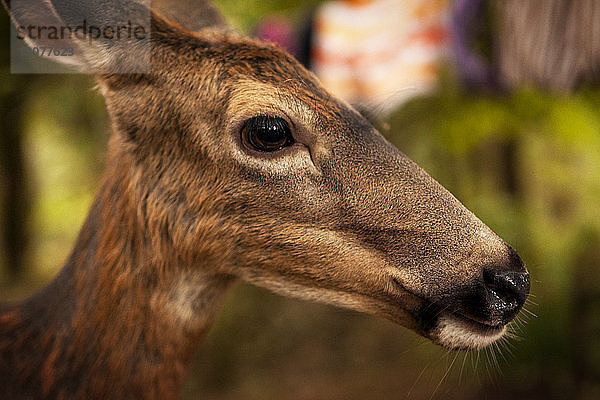 Nahaufnahme von Hirschen im Wald