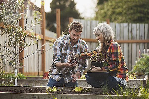 Frau hilft Mann beim Pflanzen im Hochbeet im Hinterhof