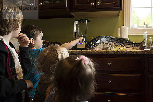 Geschwister schauen sich zu Hause in der Küche Fisch an