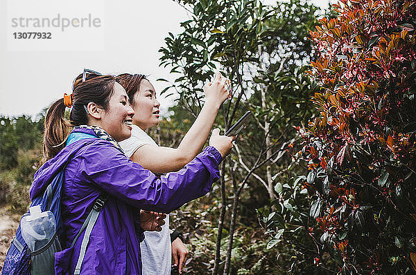 Freundinnen fotografieren Bäume mit Mobiltelefonen  während sie gegen den Himmel stehen