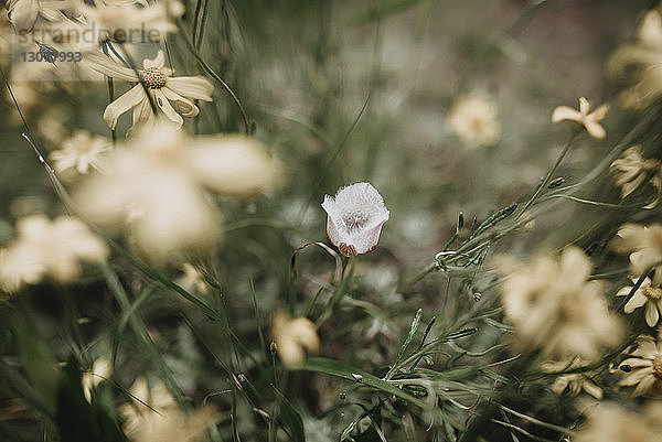 Hochwinkelansicht von Wildblumen auf dem Feld