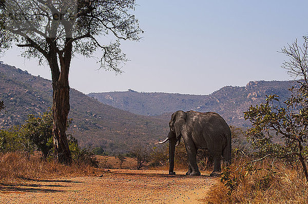 Afrikanischer Elefant läuft auf Feld gegen klaren Himmel