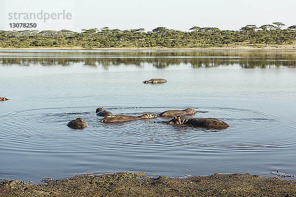 Nilpferde schwimmen im See