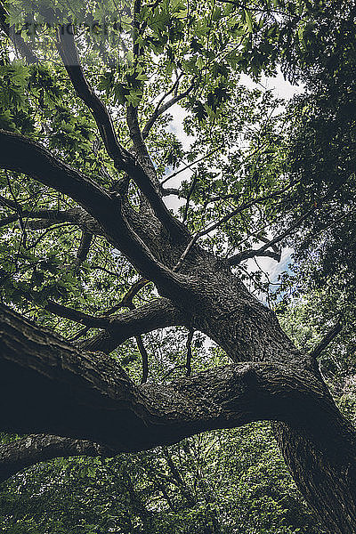 Niedrigwinkelansicht eines im Wald wachsenden Baumes