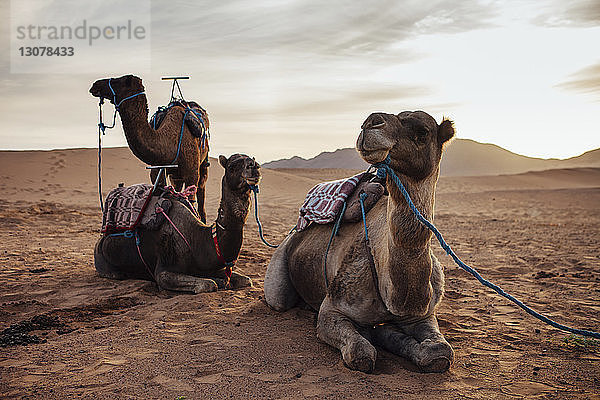 Kamele entspannen sich auf Sand in der Wüste gegen den Himmel