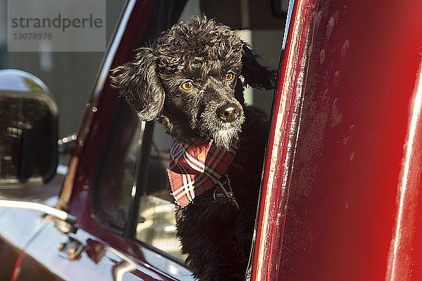 Hund schaut an einem sonnigen Tag durch das Fenster eines Pick-up