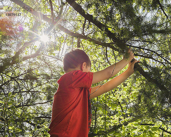 Seitenansicht eines Jungen  der an einem sonnigen Tag einen Ast im Wald hält