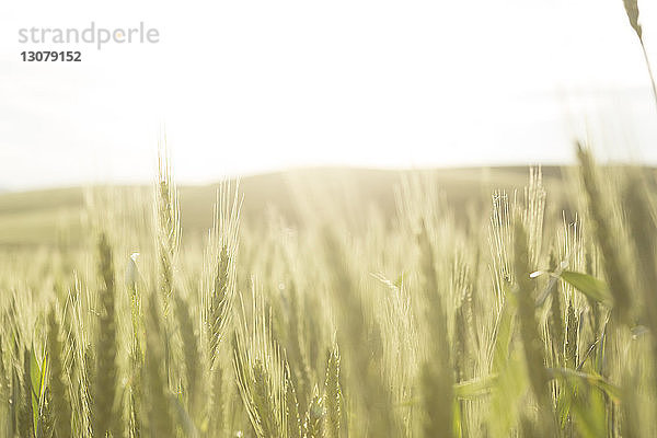 Kulturen  die auf dem Feld gegen den klaren Himmel während eines sonnigen Tages wachsen