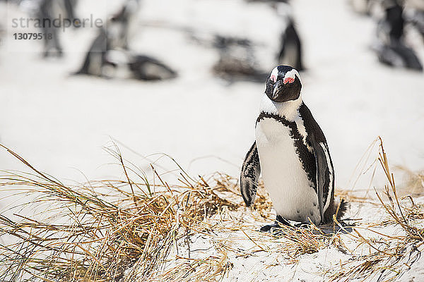 Magellanpinguin auf schneebedecktem Feld