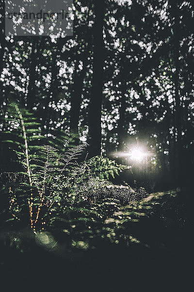 Sonnenlicht  das durch Bäume im Wald fällt