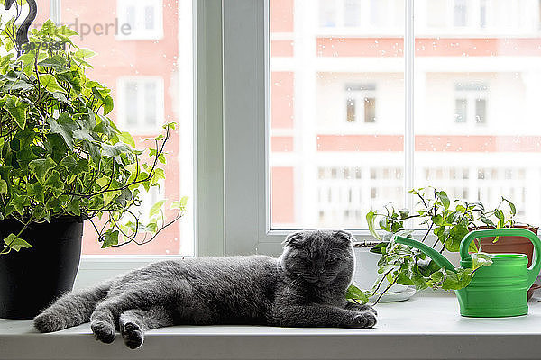 Porträt einer Katze  die sich auf dem Fensterbrett an Topfpflanzen entspannt