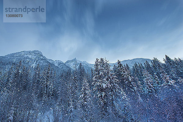 Niedrigwinkelansicht von schneebedeckten Bäumen gegen den Himmel im Wells Gray Provincial Park