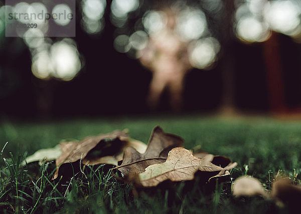 Nahaufnahme von trockenen Blättern auf einem Grasfeld im Herbst im Park