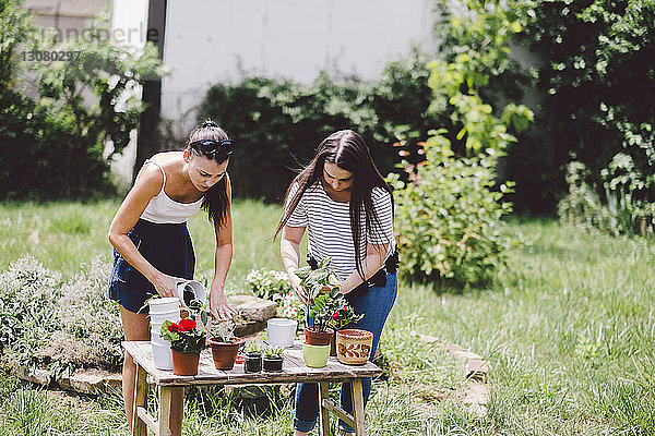 Freundinnen töpfen Pflanzen im Garten