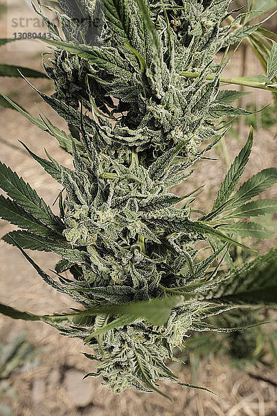 Schrägansicht einer im Gewächshaus wachsenden Cannabispflanze