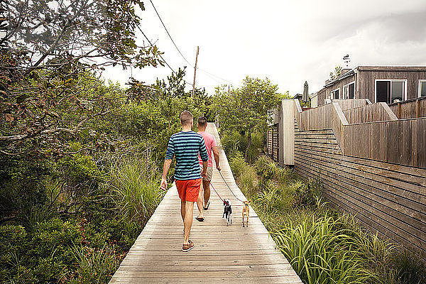Rückansicht eines schwulen Mannes  der mit Chihuahuas auf einer Strandpromenade am Haus spazieren geht