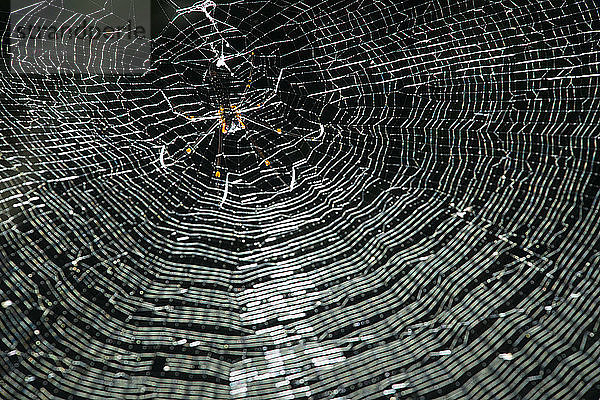 Niederwinkel-Ansicht eines Spinnennetzes