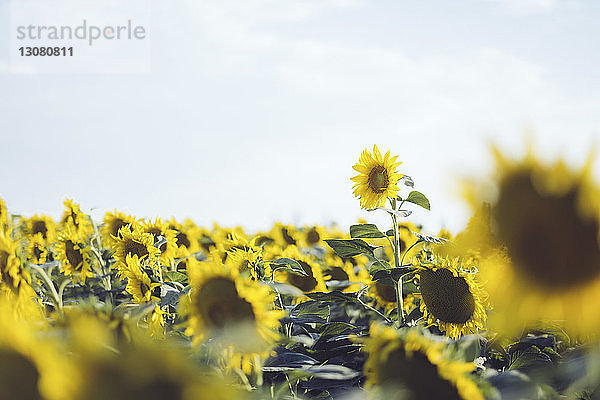 Sonnenblumen wachsen auf dem Feld gegen den Himmel