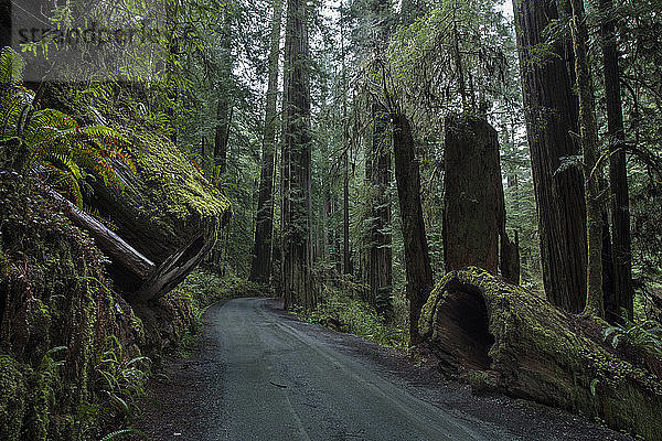 Straße inmitten des Waldes im Jedediah Smith Redwoods State Park