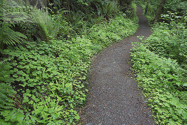 Unbefestigte Straße inmitten von Pflanzen im Wald im Olympic National Park