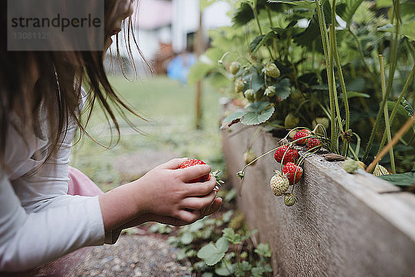 Beschnittenes Bild eines Mädchens beim Erdbeerpflücken im Gemüsegarten