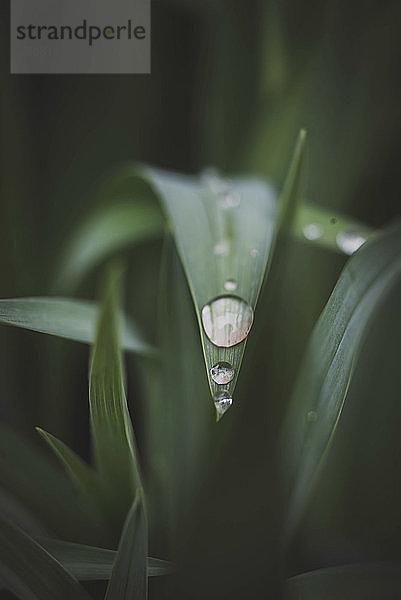 Nahaufnahme von Wassertropfen auf Gras