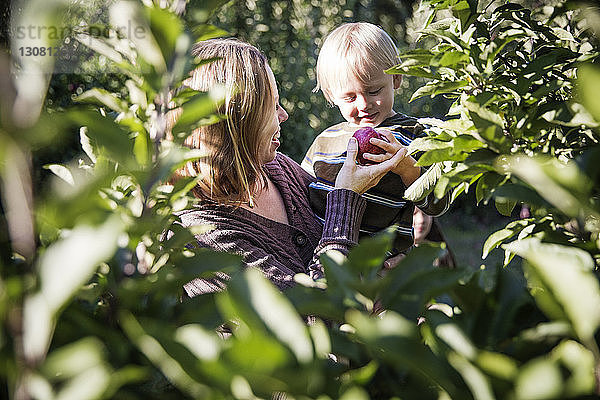 Mutter zeigt dem Sohn einen Apfel  während sie im Obstgarten steht