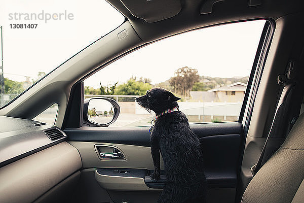 Hund schaut weg  während er sich im Auto aufbäumt