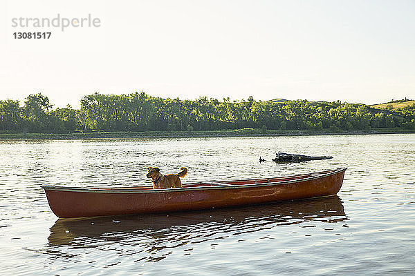 Hund steht auf Kanu im Fluss vor klarem Himmel
