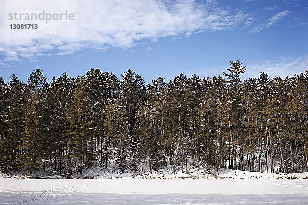 Bäume auf schneebedecktem Feld gegen den Himmel