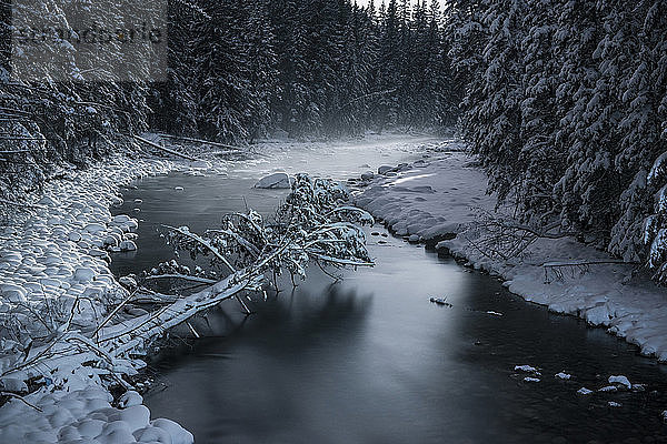Hochwinkelansicht eines Baumes auf gefrorenem Fluss