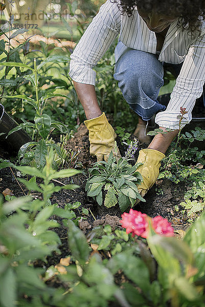 Frau pflanzt Setzling in Erde im Garten