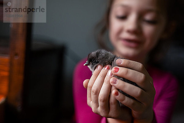 Lächelndes Mädchen hält Baby-Huhn  während es zu Hause sitzt