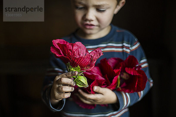 Nahaufnahme eines Jungen  der eine rote Blume betrachtet  während er im Raum steht