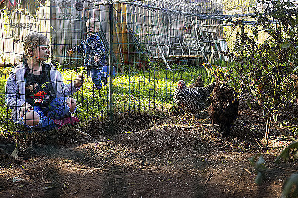 Schwester schaut auf Hühner  während der Bruder im Hintergrund im Hinterhof steht