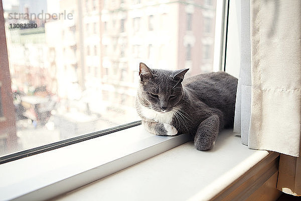 Katze ruht zu Hause mit Vorhang auf dem Fensterbrett