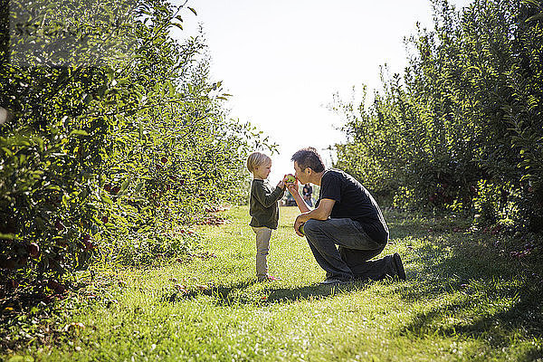 Vater mit Sohn riecht Apfel im Obstgarten