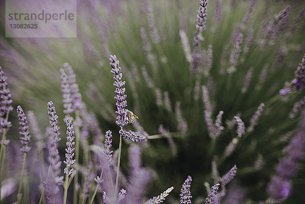 Nahaufnahme einer Honigbiene  die auf Lavendel bestäubt