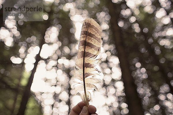 Beschnittenes Bild einer Hand  die eine Feder gegen Bäume im Wald hält