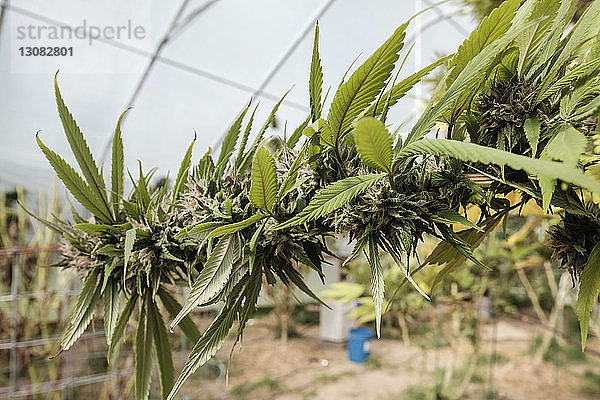 Cannabispflanze wächst im Gewächshaus