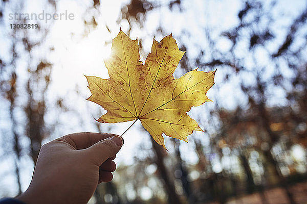 Geschnittene Hand eines Mannes  der im Herbst im Park Ahornblatt gegen Sonnenlicht hält