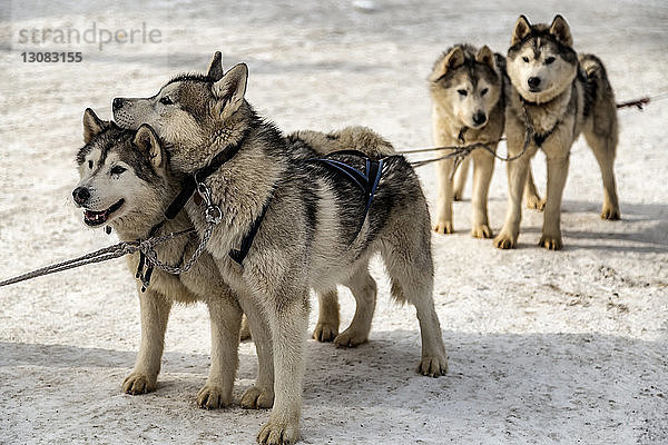 Schlittenhunde stehen auf verschneitem Feld