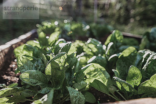 Nahaufnahme des im Topf wachsenden Spinats im Gemüsegarten