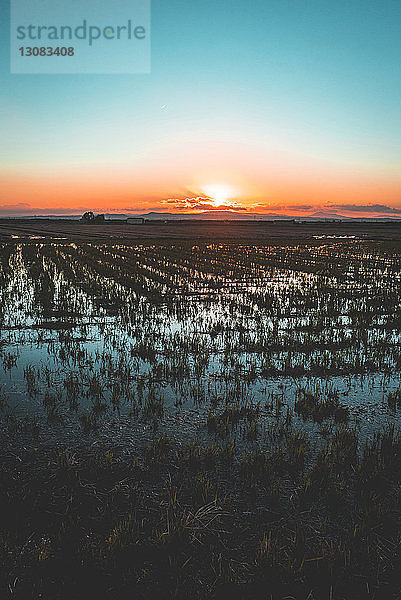 Szenische Ansicht eines Reisfeldes bei Sonnenuntergang