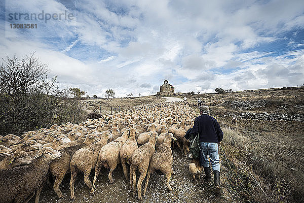 Rückansicht eines männlichen Schafhirten  der Schafe hütet  während er auf dem Feld vor bewölktem Himmel geht