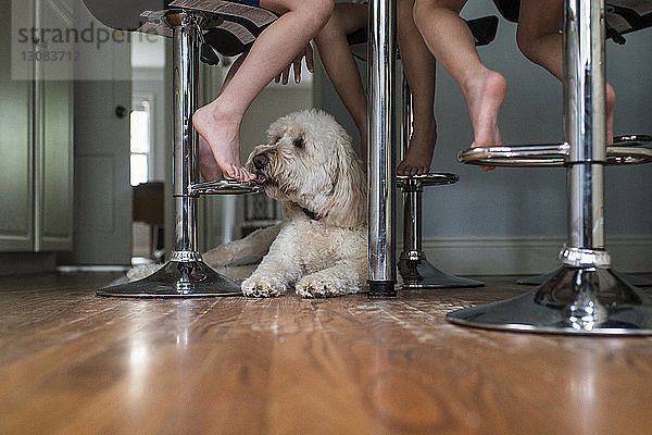 Hund leckt das Bein eines Kindes  während es zu Hause an Stühlen auf dem Boden sitzt