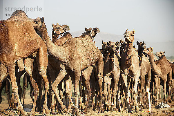 Kamele stehen auf Sand bei Pushkar Fair